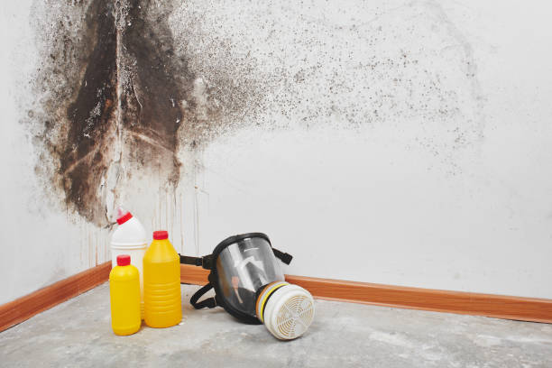 Best Professional Mold Removal  in Newport, TN
