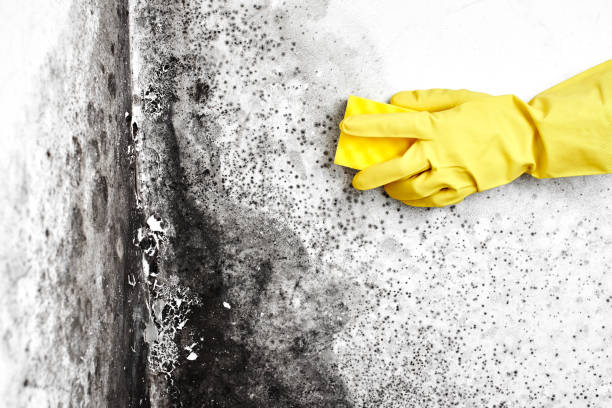 Best Mold Removal Specialists  in Newport, TN