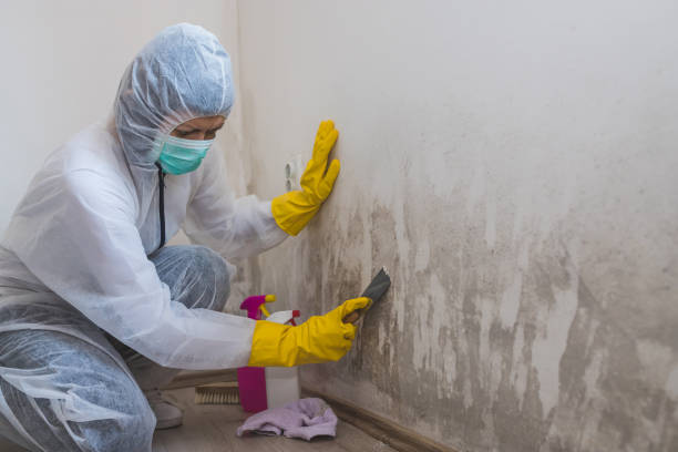 Best Mold Removal and Inspection  in Newport, TN