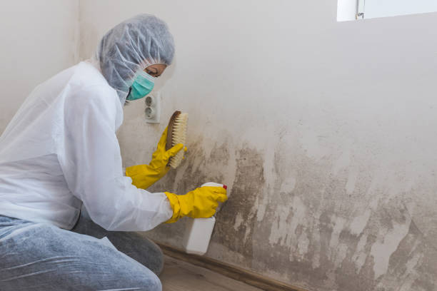 Best Certified Mold Removal  in Newport, TN