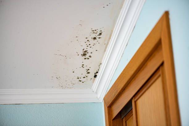 Best Certified Mold Removal  in Newport, TN
