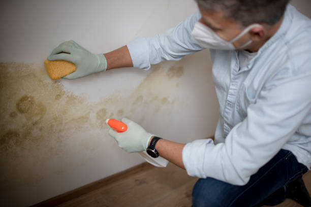 Best Fast Mold Removal  in Newport, TN