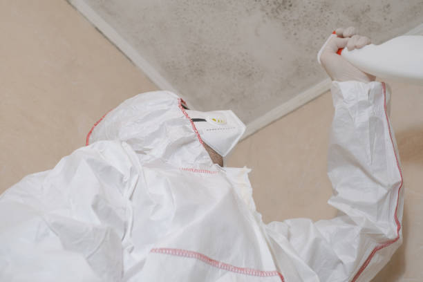 Home Mold Removal in Newport, TN