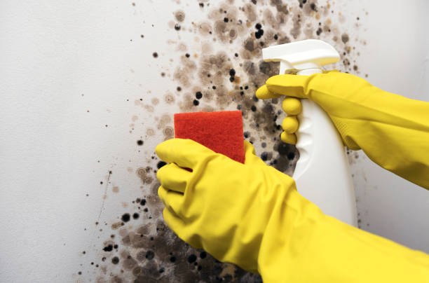 Best Commercial Mold Removal  in Newport, TN