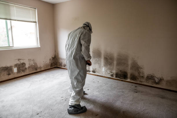 Mold Removal and Inspection in Newport, TN