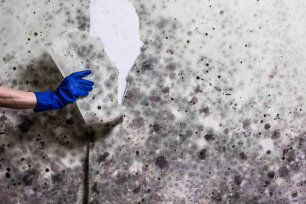 Newport, TN Mold Removal Company