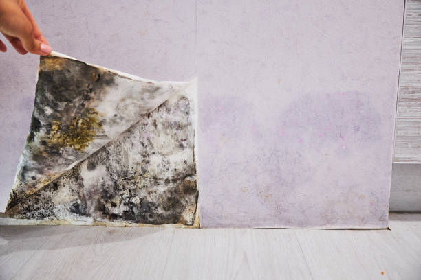 Best Office Mold Removal Services  in Newport, TN